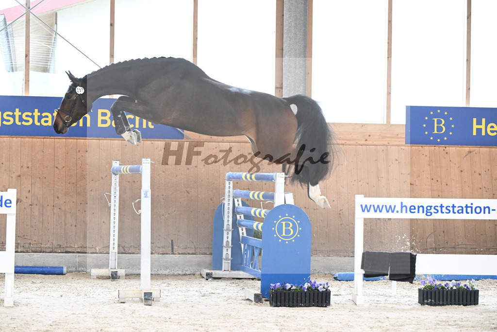 Kat-Nr. 50 Chaccalina v. Cordynox_Feichtner_7240320 | hf-fotografie - Realisiert mit Pictrs.com