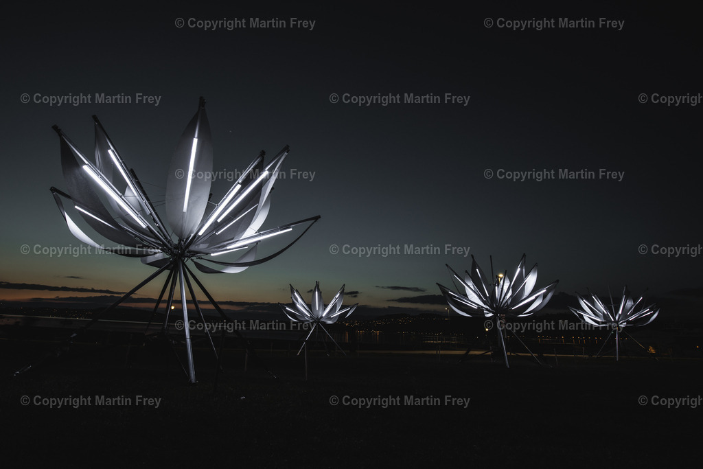 White Lotus | Murten Lichtfestival 2021 - Realisiert mit Pictrs.com