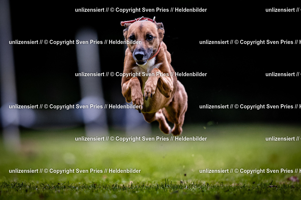 Sven Pries | 2025-10-03 - Hunderennen Obergrombach - Realisiert mit Pictrs.com