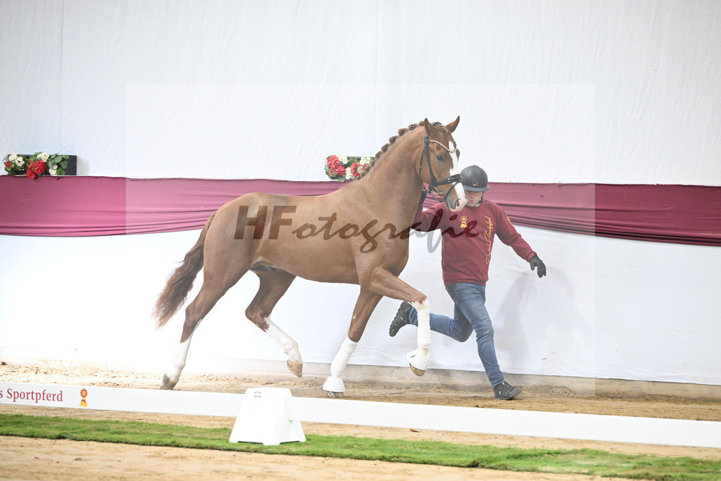 Kat-Nr. 140 Juwel x Vitalis_BG Westhoff u Rothenberger_47253142 | hf-fotografie - Realisiert mit Pictrs.com