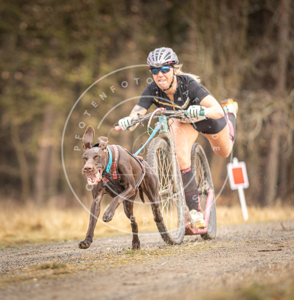 DV3A3377 | Hundefotografie, Tierfotograf, Pfotenfotografie, Fotoshooting Hund, Hunde Portrait, Hundesport, Hundeportraits, Heideshooting, Hunde, Sportfotograf, Hundefotograf, Turnierhundsport, THS,  - Realisiert mit Pictrs.com