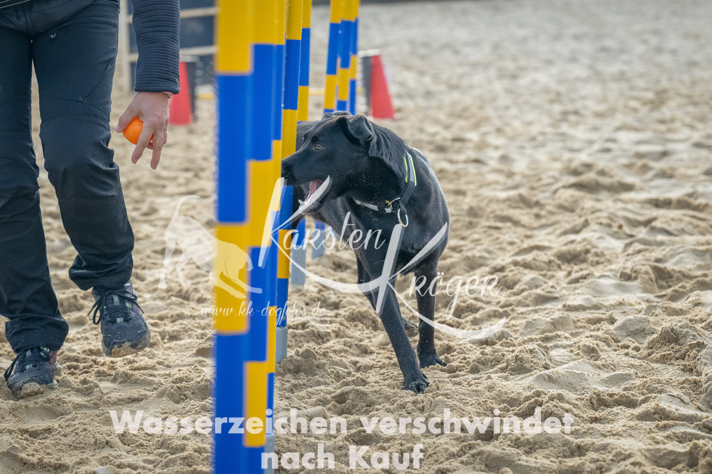 0902_ZZ91754-Bearbeitet | kk-dogfotos