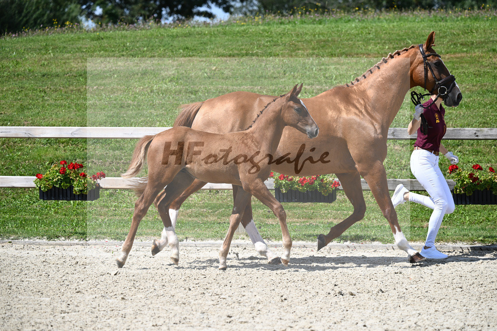 Vigaro x Starlight_HF_Weber_29240315 | hf-fotografie - Realisiert mit Pictrs.com