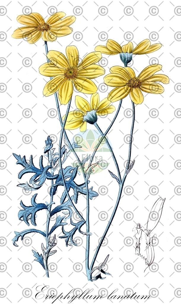 HistAbb_wfo-0000953736_1_ENZY_Simple | Historische Abbildung von Eriophyllum lanatum - Asteraceae (Großköpfiges Wollblatt;Wollblatt;Großes Wollblatt;Wollblatt) | Historical Illustration of Eriophyllum lanatum - Asteraceae (common woolly sunflower;hall's woolly sunflower;golden yarrow;woolly sunflower)