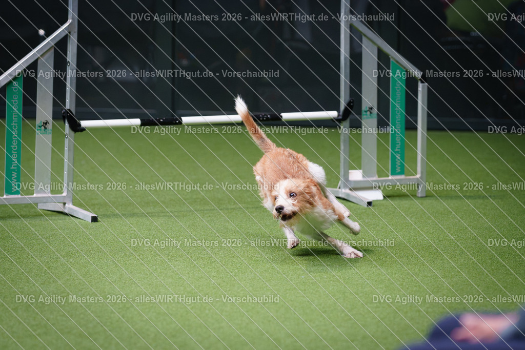 allesWIRTHgut_Tierfotografie-DVG_Agility_Masters_2026-11_20-7R505664 | Professionelle Tierfotografie in Mönchengladbach von Daniel Wirth (allesWIRTHgut). Liebevolle & natürliche Bilder von Hunden & Katzen für unvergessliche Erinnerungen.