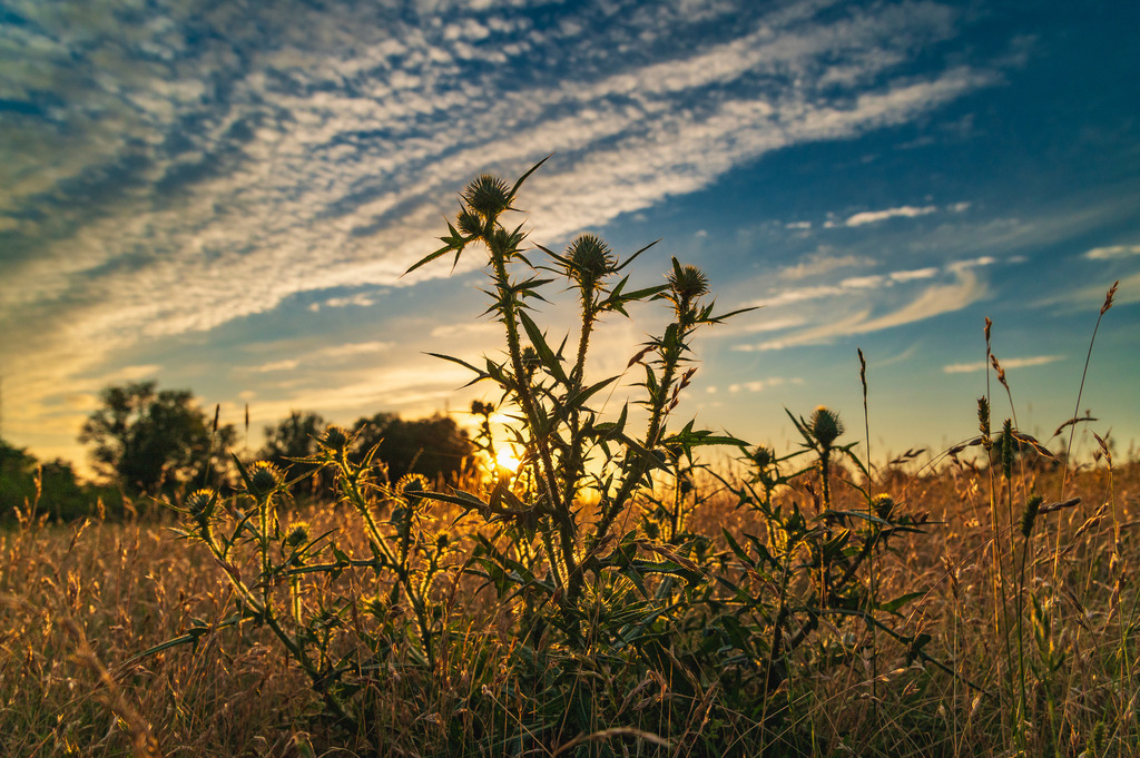 2024_07_08_HETLINGER SCHANZE_MCP1087 | Hochwertig gedruckte Fotografien für die Wand, als Kalender und zum Verschenken. Hamburg & Norddeutschland und überall wo ich mit der Kamera unterwegs war.