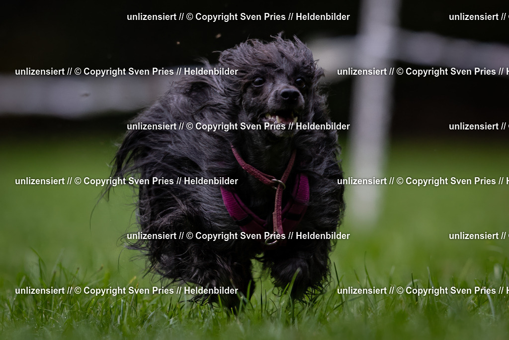 Sven Pries | 2024-10-19 - Hunderennen Ober-Grombach - Realisiert mit Pictrs.com