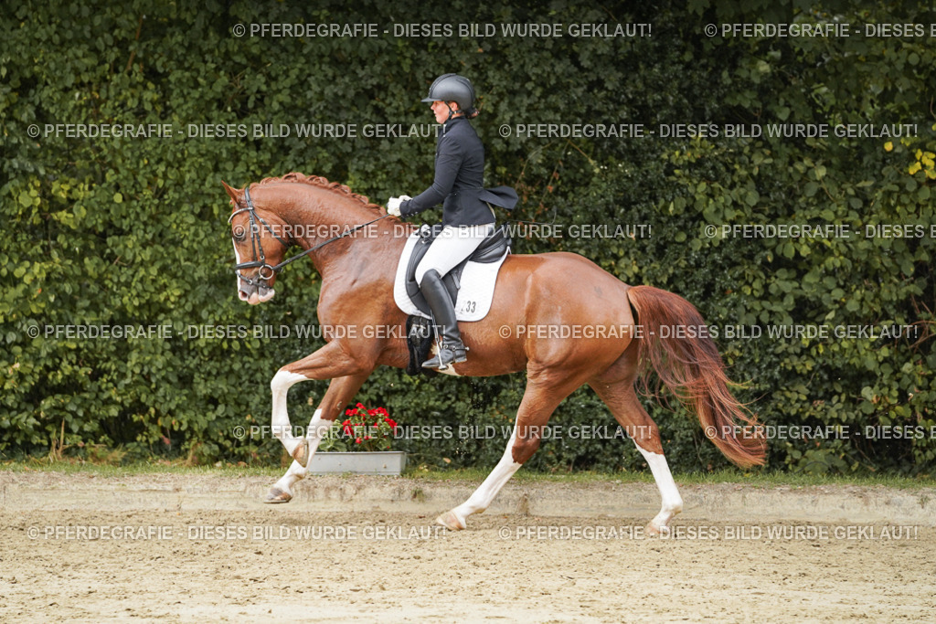 DSC00435 | Pferdegrafie