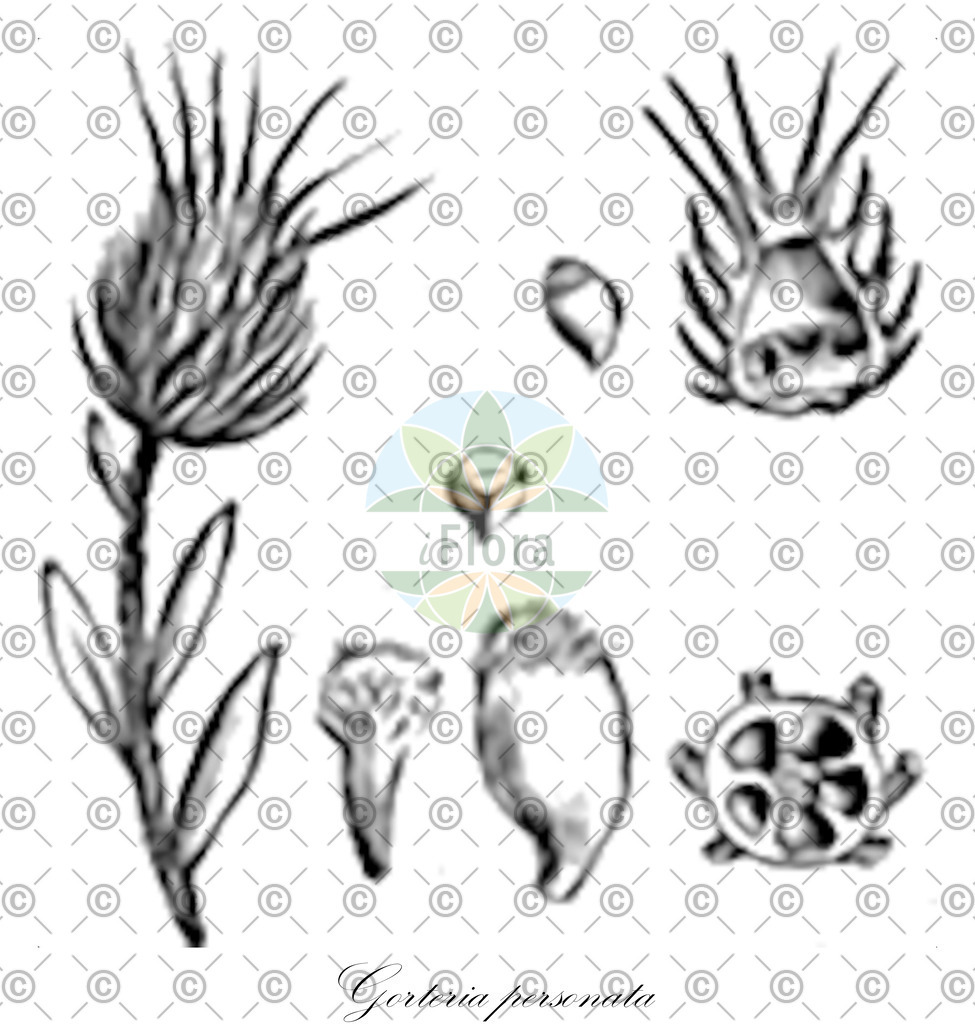 HistAbb_FALSCH_16_ENZY_Simple | Historische Abbildung von Gorteria personata - Asteraceae | Historical Illustration of Gorteria personata - Asteraceae