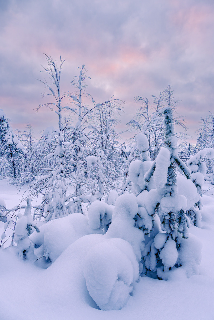 Landschaft im Winter mit Wald in Äkäslompolo, Finnland | Landschaft im Winter mit Wald in Äkäslompolo, Finnland.
