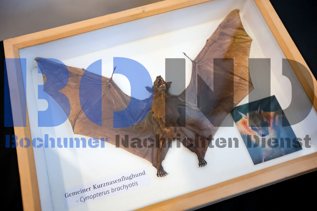 SES_INSBOC20250316-3 | bond - Realisiert mit Pictrs.com