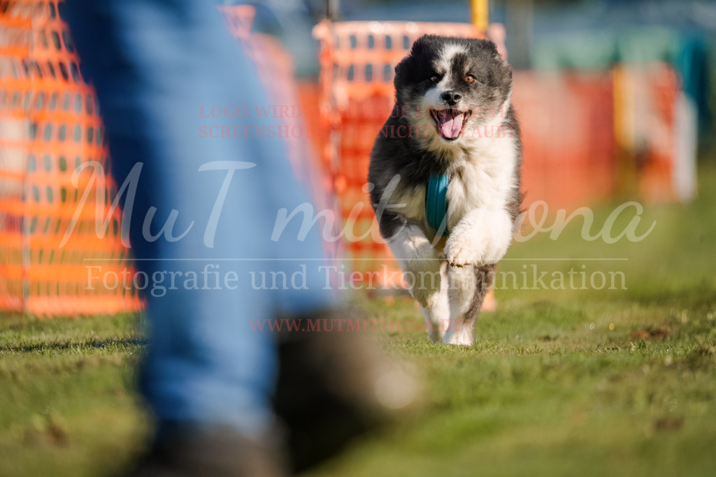 20250928_Hunderennen-17 | MuT (Mensch und Tier) mit Mona - Fotografie und Tierkommunikation - Realisiert mit Pictrs.com