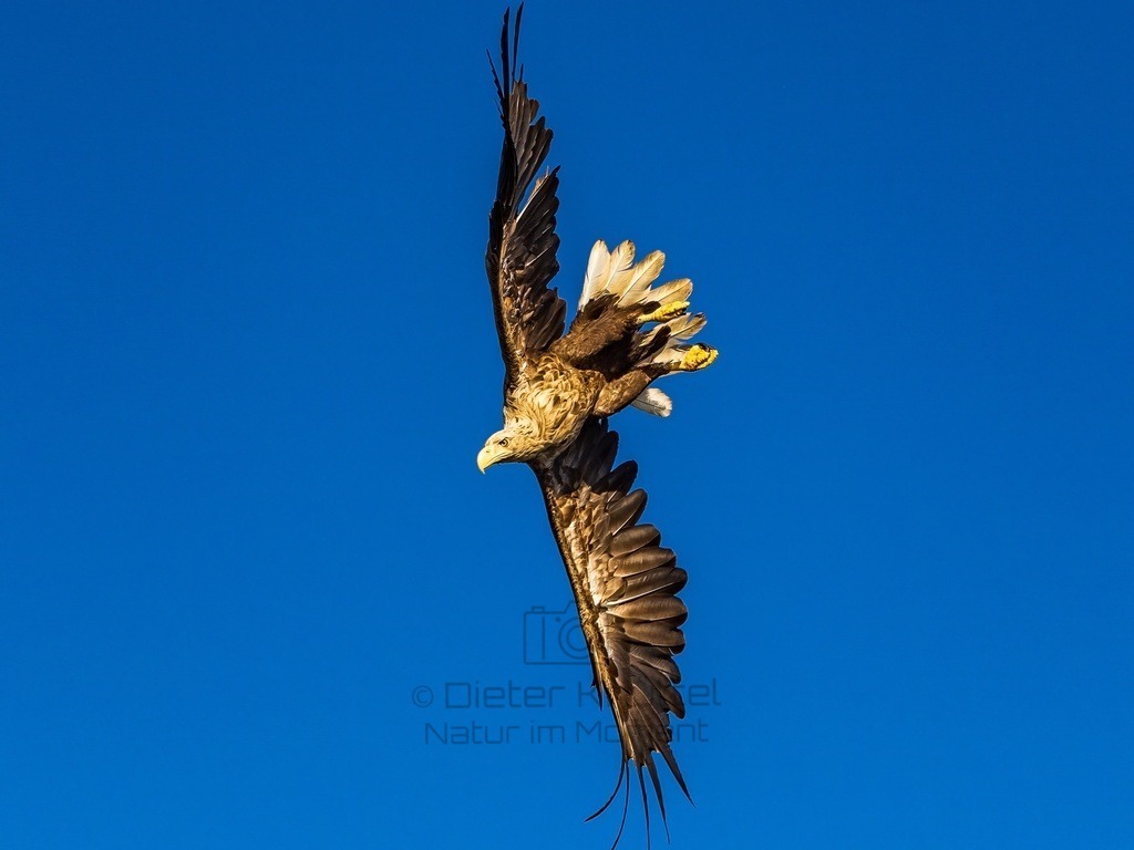 P1001601-LR-topaz-enhance | Natur im Moment - Realisiert mit Pictrs.com
