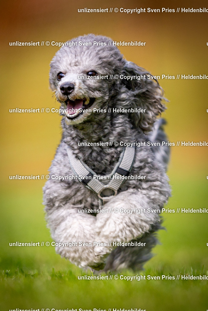 Sven Pries | 2024-09-22 - Hunderennen Baden-BadenPudelverein - Realisiert mit Pictrs.com