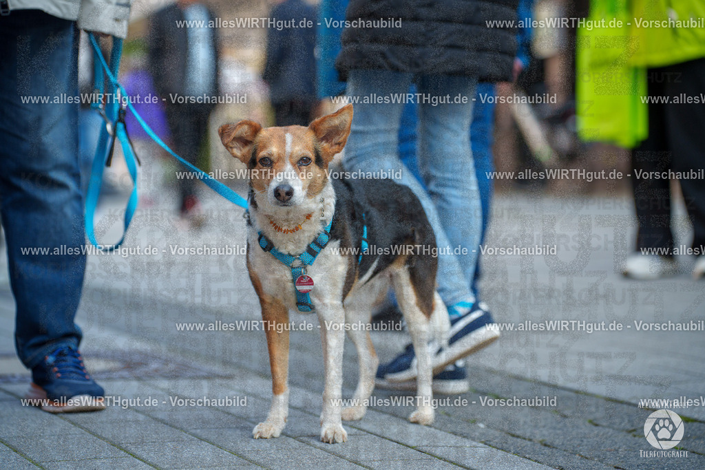 Pfötchenmarkt Nettetal-Lobberich 2026 - Nettetal-Tag - Daniel Wirth - www.allesWIRTHgut.de - @allesWIRTHgut_Tierfotografie 7R508214 | Professionelle Tierfotografie in Mönchengladbach von Daniel Wirth (allesWIRTHgut). Liebevolle & natürliche Bilder von Hunden & Katzen für unvergessliche Erinnerungen.