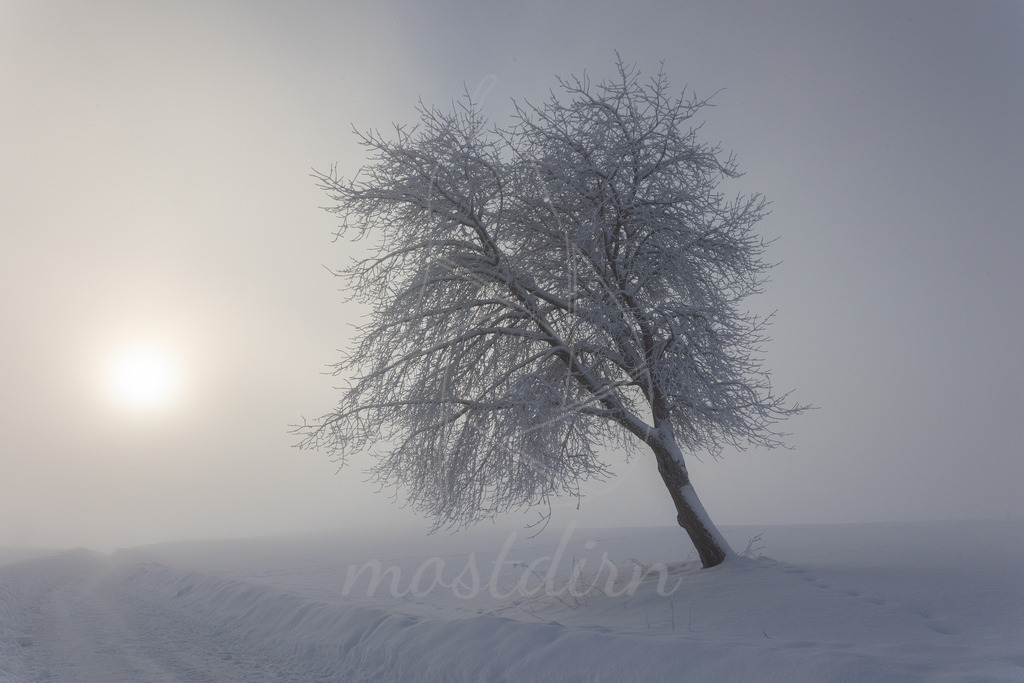 Winterspaziergang Leitngassn | Bei Veröffentlichung des Bildes ist eine Namensnennung wie folgt erforderlich: 
Foto: Mostdirn Irmgard Wieser - Realisiert mit Pictrs.com