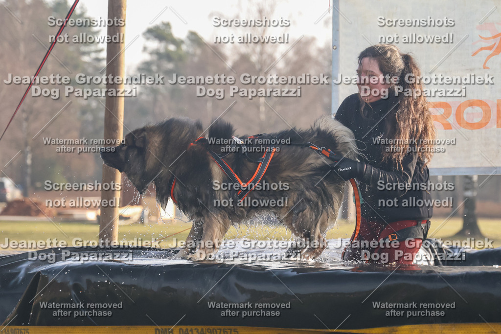 Dog Paparazzi - SD North 0326 900930-75 | Dog Paparazzi Jeanette Grottendiek Fotografie & Videografie - Realisiert mit Pictrs.com