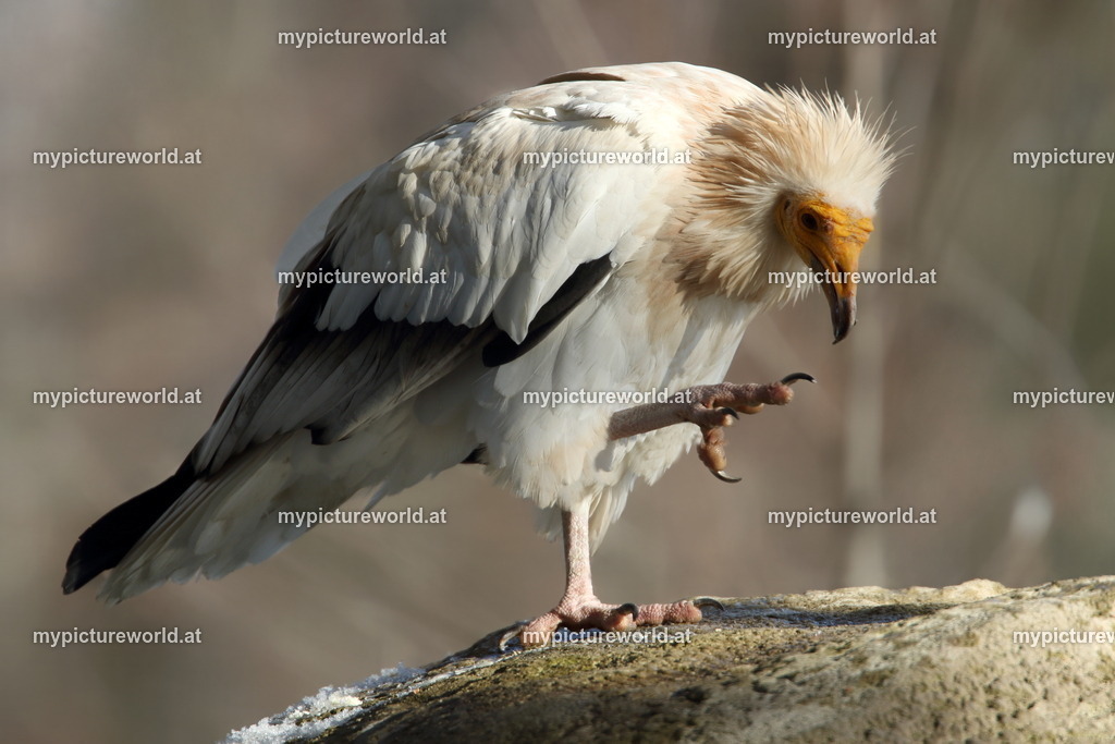 Schmutzgeier-001 | Das Bilderarchiv über Tiere, Planzen und Landschaften. In der Bilddatenbank finden Sie ein große Auswahl an hochwertigen Bilder für Ihre Werbung - Realized with Pictrs.com