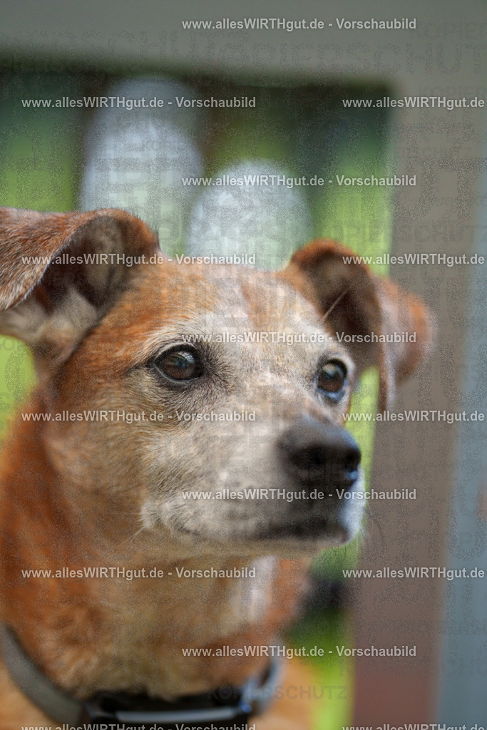 @allesWIRTHgut_Tierfotografie - www.allesWIRTHgut.de - 7R503242 | Professionelle Tierfotografie in Mönchengladbach von Daniel Wirth (allesWIRTHgut). Liebevolle & natürliche Bilder von Hunden & Katzen für unvergessliche Erinnerungen.