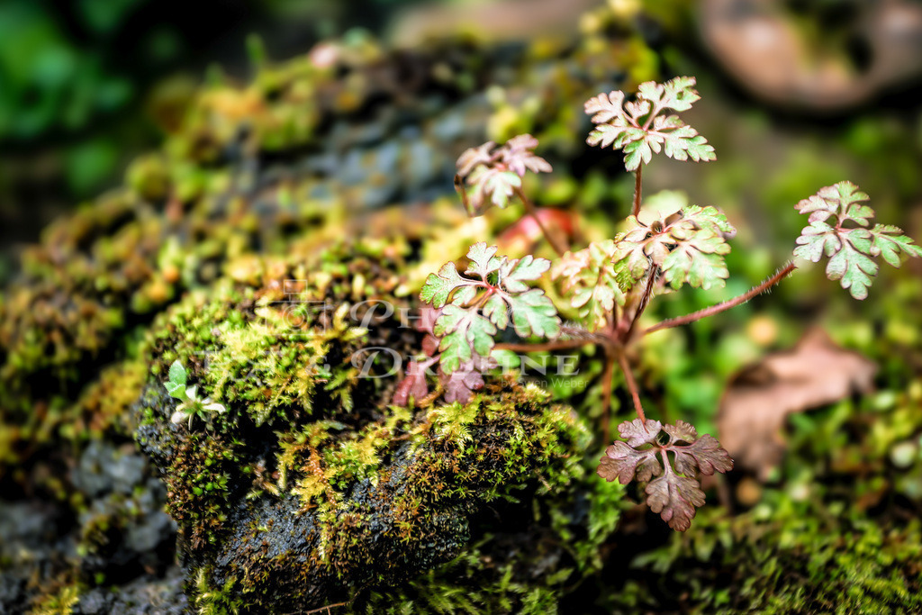 IMG_7489 | Erleben Sie den Zauber des Mittelrheins und entdecken Sie die atemberaubende Auswahl an Fotos und Bildern bei Rheinfotos. Wir bieten eine vielfältige Auswahl an Produkten wie Poster, Karten, Sticker, Textilien und Geschenkartikeln und Fototouren. - Realisiert mit Pictrs.com
