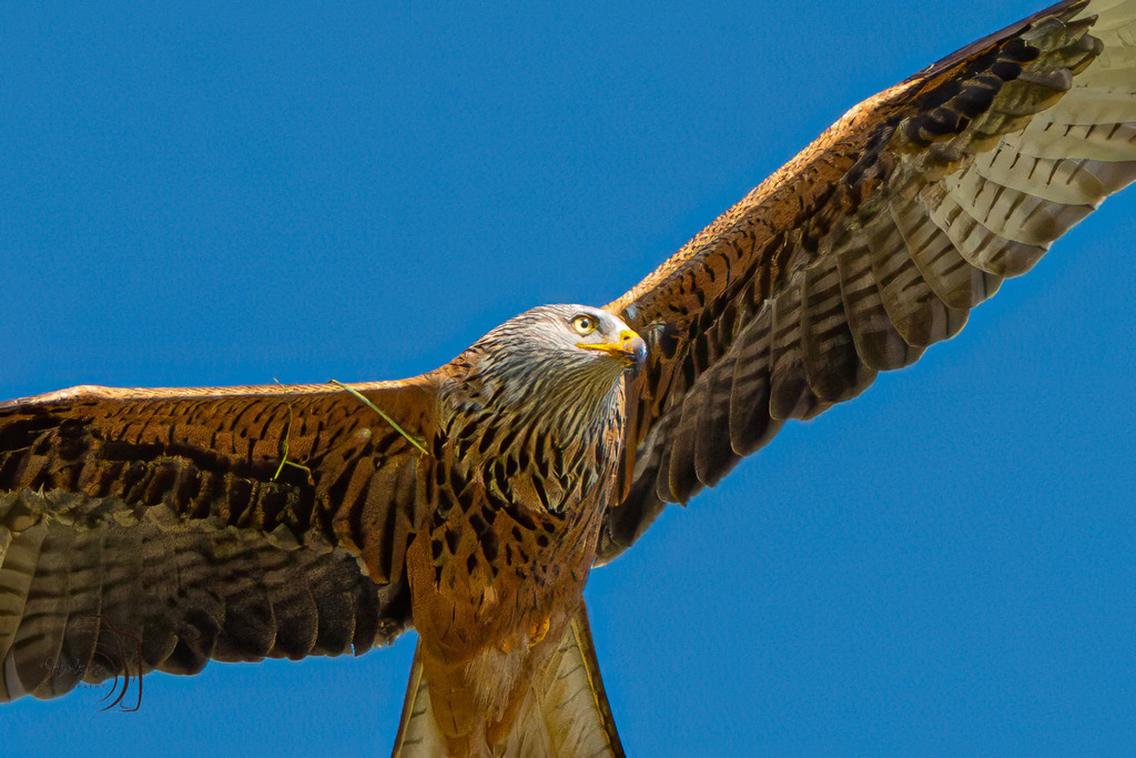 Rotmilan | Holzisphotography, Landschaftsfotografie, Wildlifefotogorafie - Realisiert mit Pictrs.com