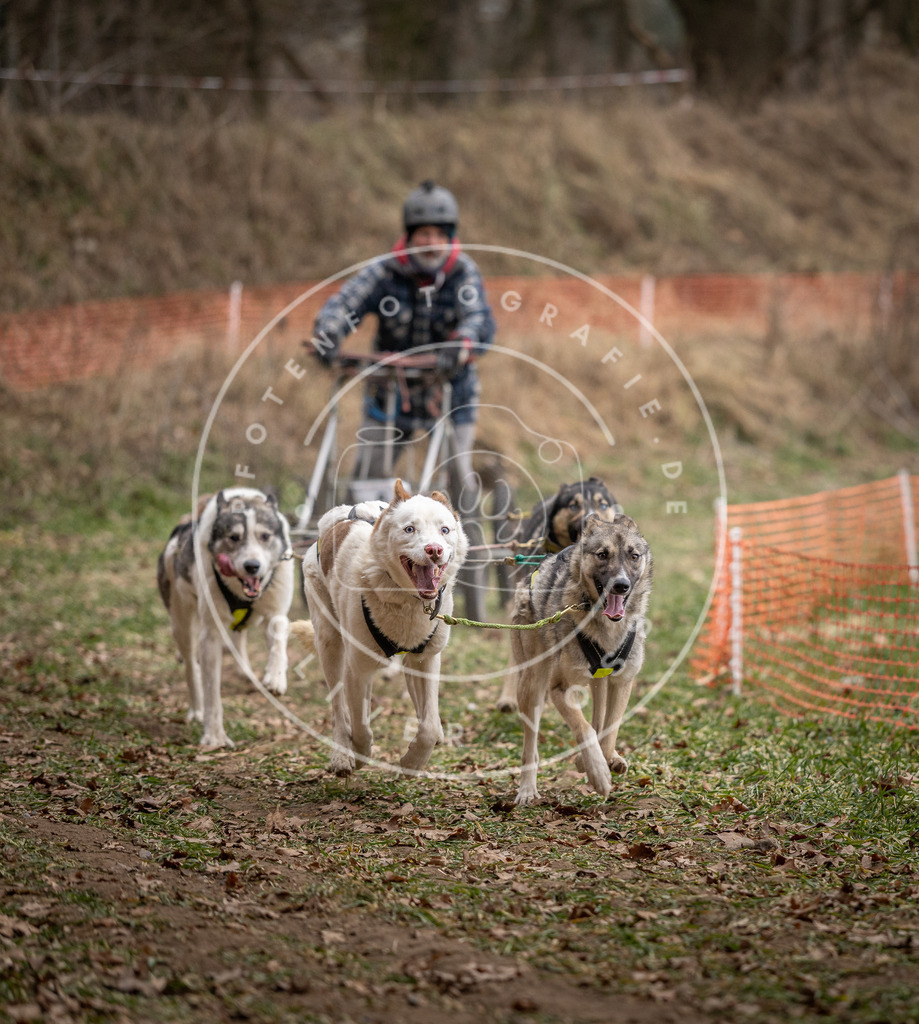 Pfotenfotografie_DV3A6477 | Hundefotografie, Tierfotograf, Pfotenfotografie, Fotoshooting Hund, Hunde Portrait, Hundesport, Hundeportraits, Heideshooting, Hunde, Sportfotograf, Hundefotograf, Turnierhundsport, THS,  - Realisiert mit Pictrs.com