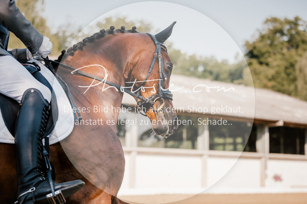 3I6A8850 | Stimmungsvolle Portraits und Reitsportfotografie im Ruhrgebiet und im Münsterland.

Pferdefotografie, Hundefotografie, Tierfotografie, Reportagen, Portraits von Tier und Mensch, Turnierfotografie in Bochum, Recklinghausen, Marl, Haltern am See, Dülmen.. - Realisiert mit Pictrs.com