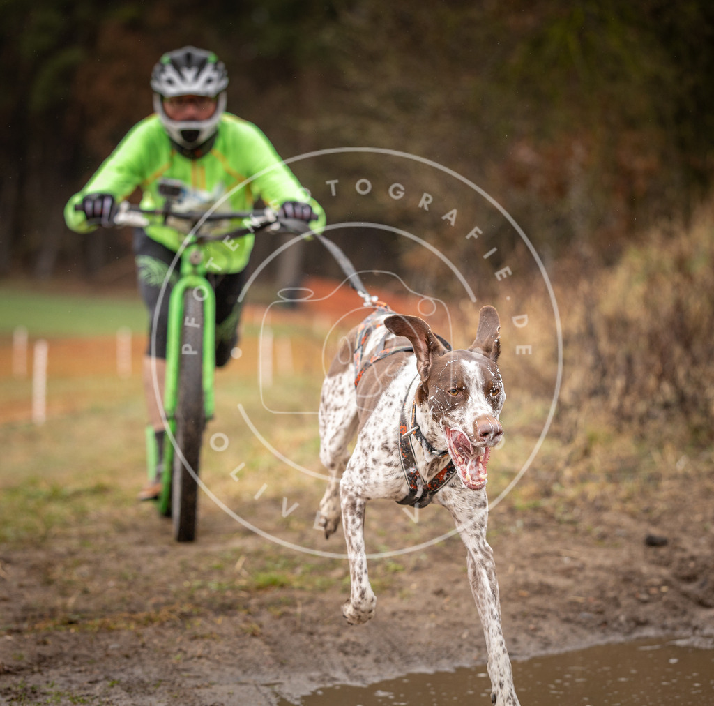 DV3A9427 | Hundefotografie, Tierfotograf, Pfotenfotografie, Fotoshooting Hund, Hunde Portrait, Hundesport, Hundeportraits, Heideshooting, Hunde, Sportfotograf, Hundefotograf, Turnierhundsport, THS,  - Realisiert mit Pictrs.com