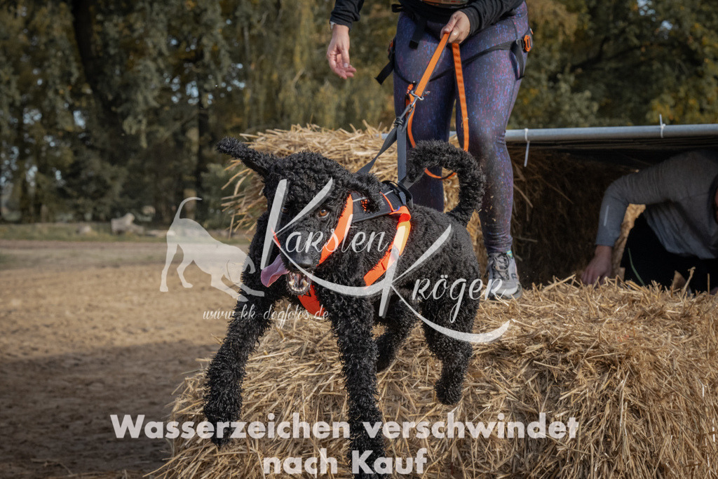 1043_ZZ99116 | kk-dogfotos