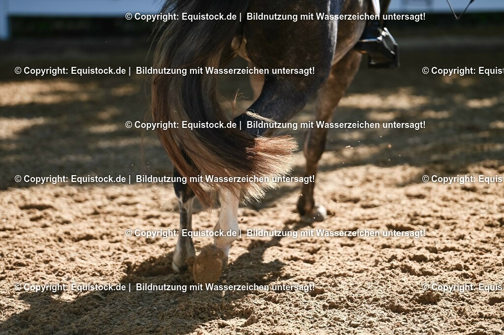 20230715_06_Dressurpferdeprfg. Kl.A_0309 | equistock