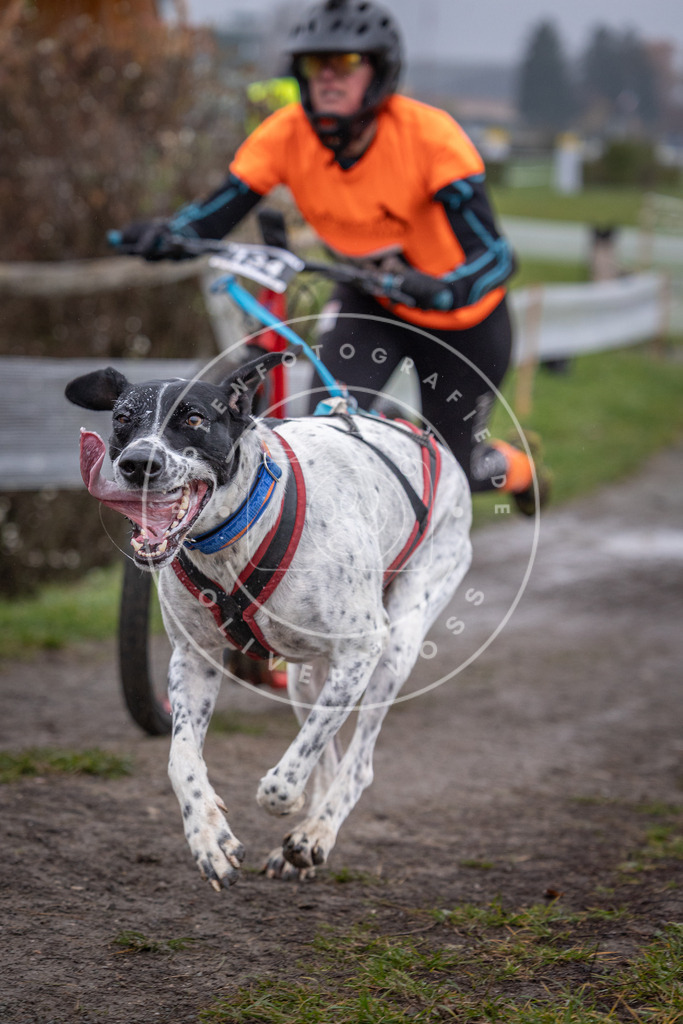 CaniXpix_0L8A0905 | Hundefotografie, Tierfotograf, Pfotenfotografie, Fotoshooting Hund, Hunde Portrait, Hundesport, Hundeportraits, Heideshooting, Hunde, Sportfotograf, Hundefotograf, Turnierhundsport, THS,  - Realisiert mit Pictrs.com