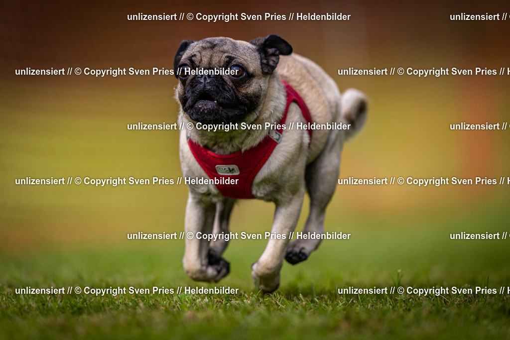 Sven Pries | 2024-09-22 - Hunderennen Baden-BadenPudelverein - Realisiert mit Pictrs.com