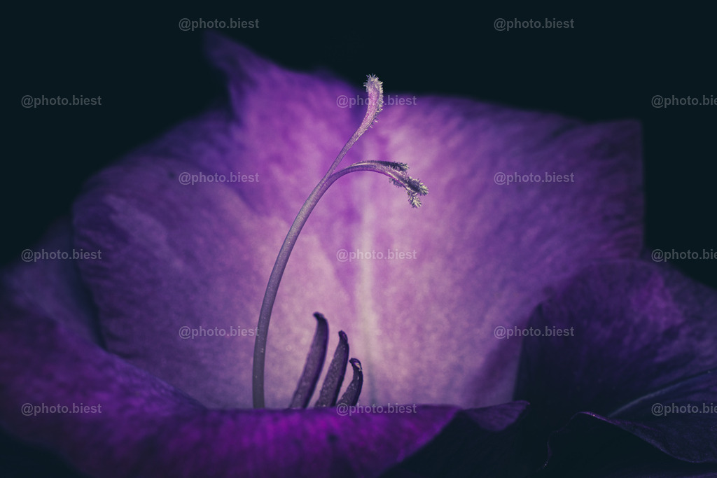 Die Teufelskralle | Eine Blüte der Gladiole. - Realisiert mit Pictrs.com