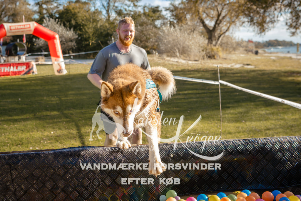 1450_ZZ95133-2 | kk-dogfotos