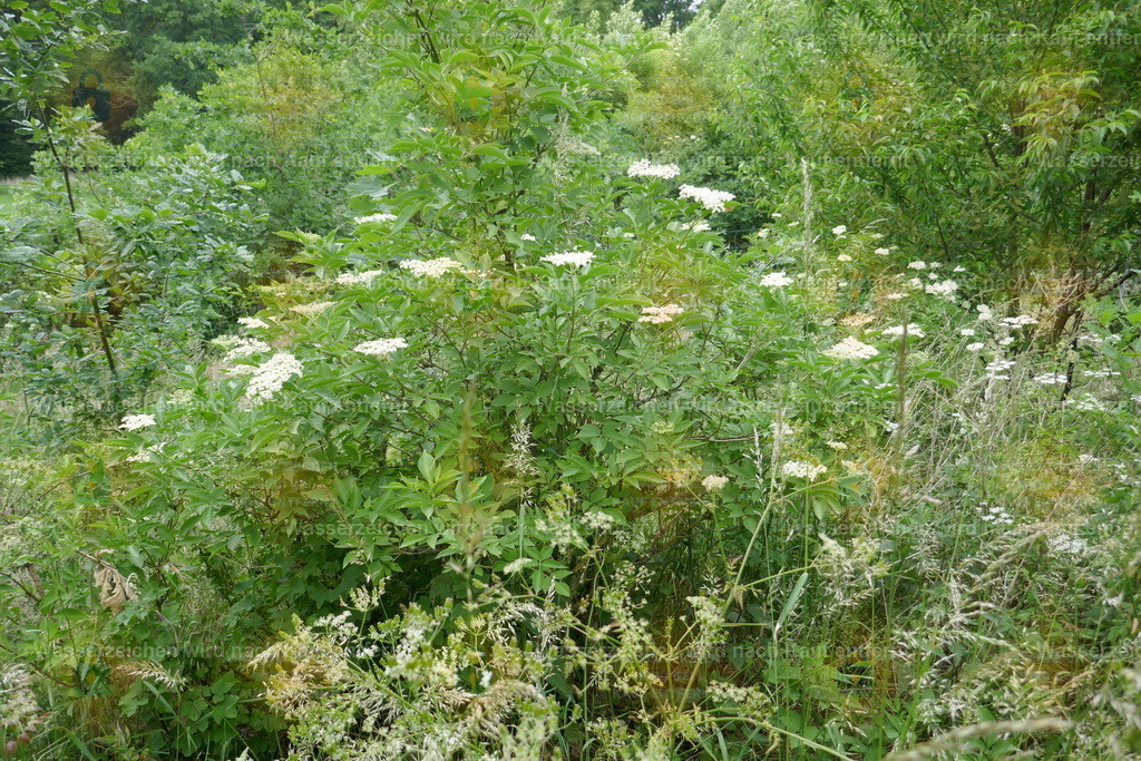 P1100876 | Fotoseite Wolkenblende - Das Hobby fotografieren begleitet mich schon  viele  Jahre. Auf den nächsten Seiten zeige ich ein paar Schnappschüsse der letzten Jahre und es kommen immer neue hinzu. Schau einfach mal rein. - Realisiert mit Pictrs.com