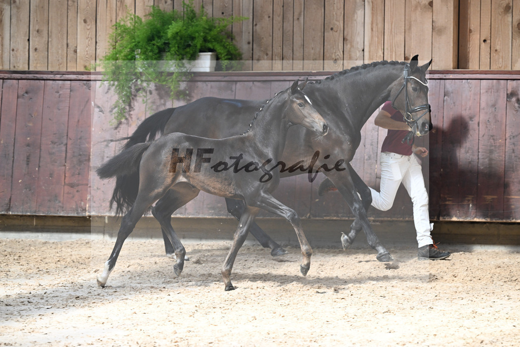 Kat-Nr. 14 Goldberg x Luberon_SF_Wagner_25250342 | hf-fotografie - Realisiert mit Pictrs.com