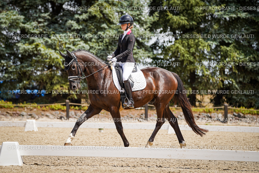 DSC01608 | Pferdegrafie