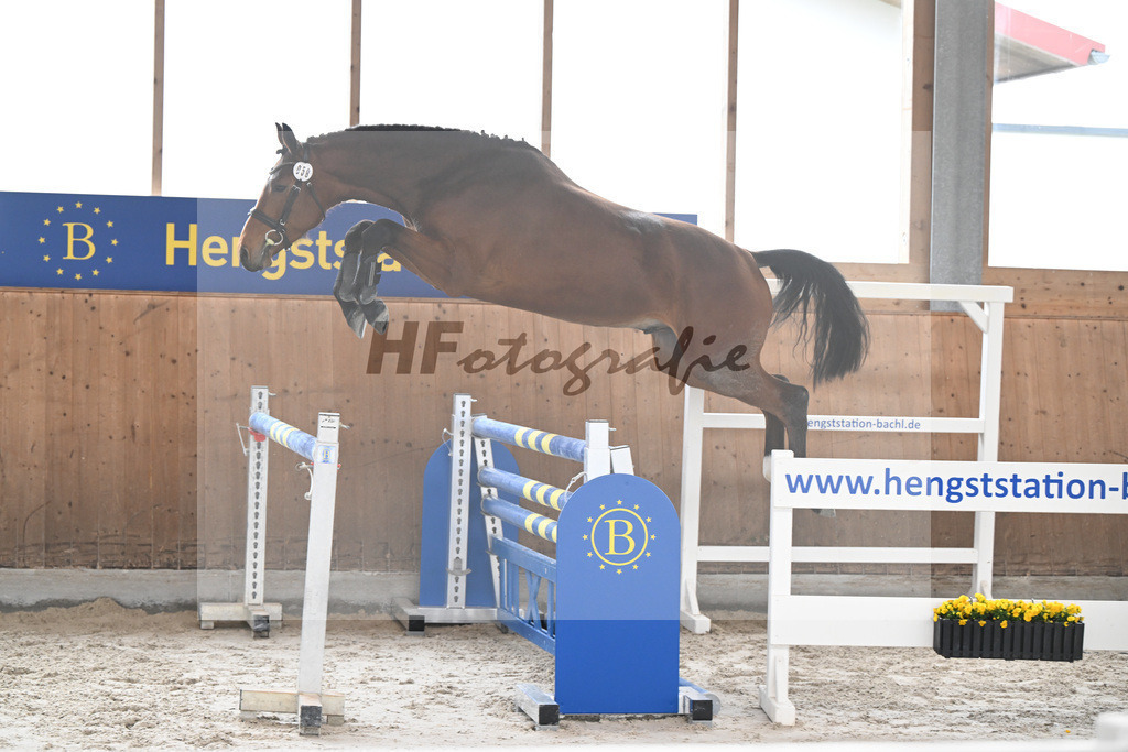 Kat-Nr. 58 Tares Z v. Taycan B_Schaedelbauer_14260295 | hf-fotografie - Realisiert mit Pictrs.com