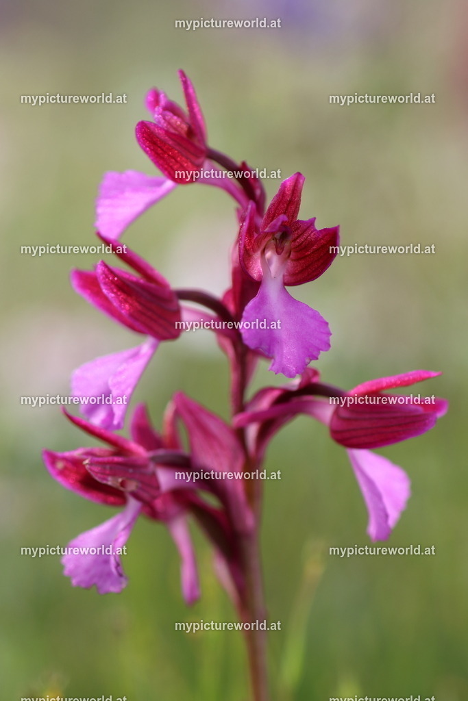 Schmetterlings-Knabenkraut-027 | Das Bilderarchiv über Tiere, Planzen und Landschaften. In der Bilddatenbank finden Sie ein große Auswahl an hochwertigen Bilder für Ihre Werbung - Realisiert mit Pictrs.com
