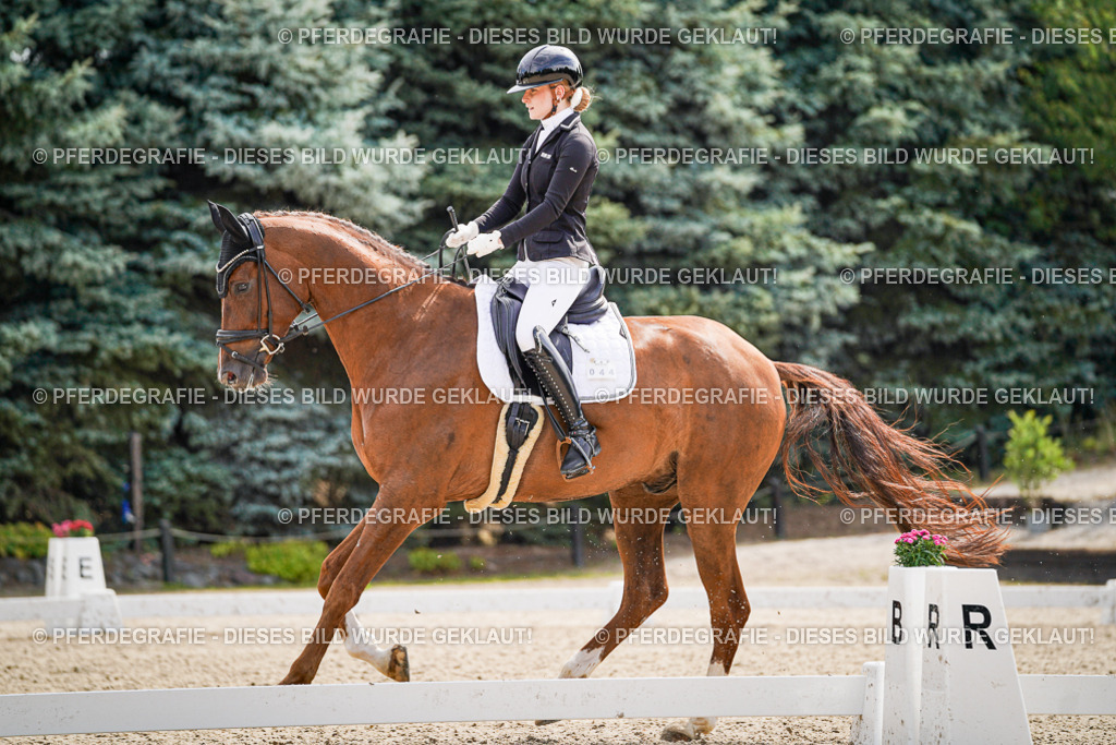 DSC08436 | Pferdegrafie