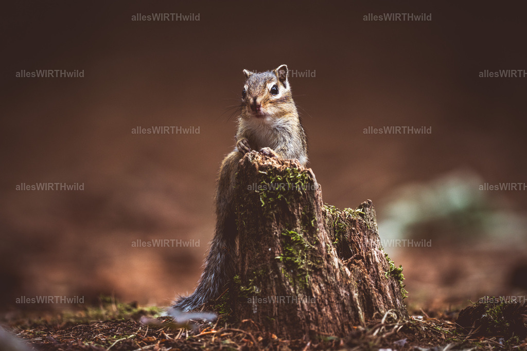 allesWIRTHgut Tierfotografie - allesWIRTHgut.de - 7IV02917 | Entdecke die faszinierende Welt der Natur- und Wildlife-Fotografie von Daniel und Bärbel. Inspirierende Bilder von wilden Tieren und kleinen Naturwundern.