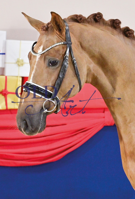 40 Vincenso DE433330556720 Van Primero - Revan - Fleurop_40_a | <meta name="description" content="★Offizieller Merchandise und Foto-/Videostore des Oldenburger Verbandes.★ ✅Jetzt auch digital Ausdrucke erhältlich." />
<meta name="keywords" content="Merchandise Foto-/Videostore Oldenburger Verband Photographie 