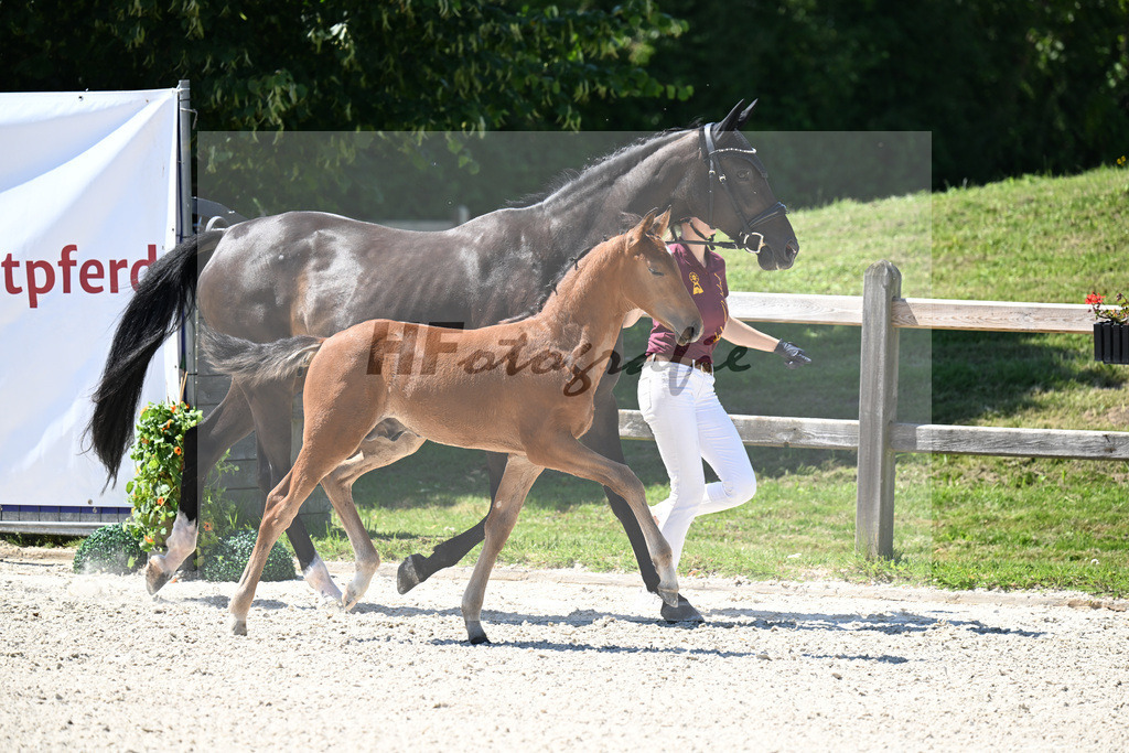 Kat-Nr. 34 Veneno x Pacelli W_HF_Kroiss_24250425 | hf-fotografie - Realisiert mit Pictrs.com