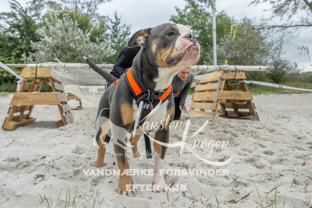 1101_ZZ95236 | kk-dogfotos