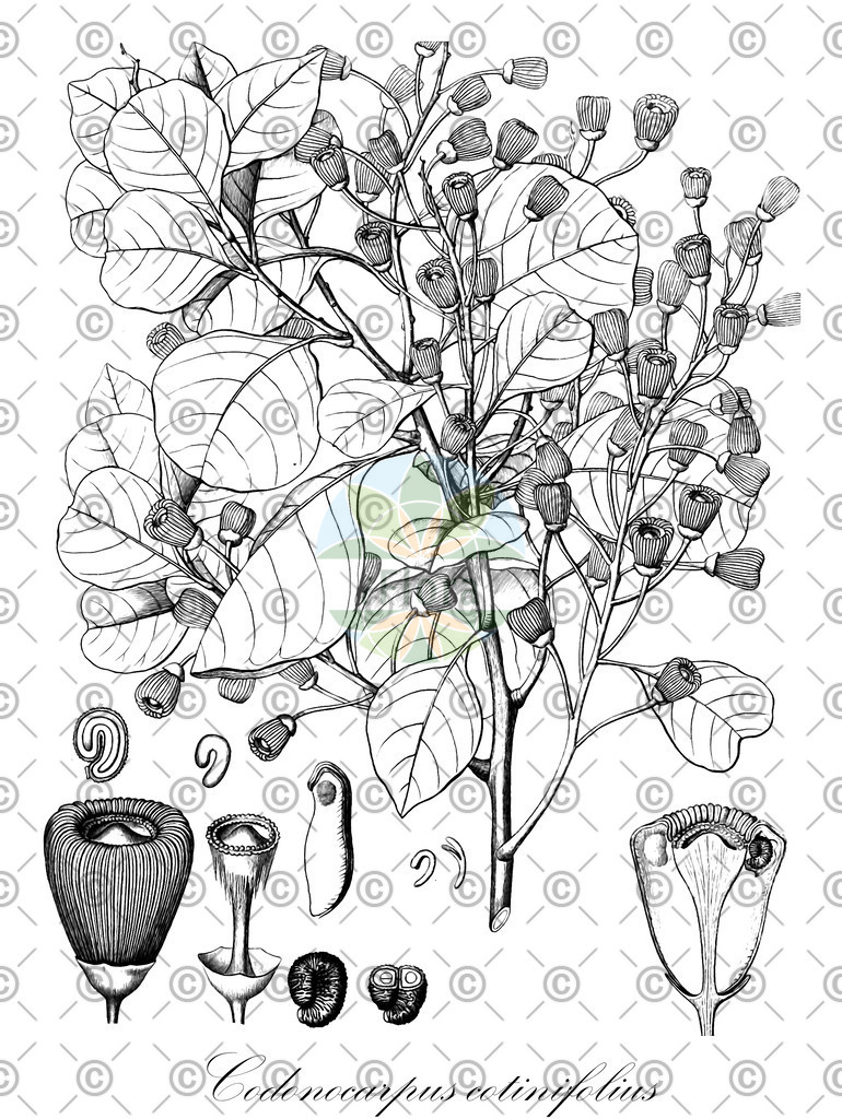 HistAbb_wfo-0000830536_1_ENZY_Simple | Historische Abbildung von Codonocarpus cotinifolius - Gyrostemonaceae | Historical Illustration of Codonocarpus cotinifolius - Gyrostemonaceae
