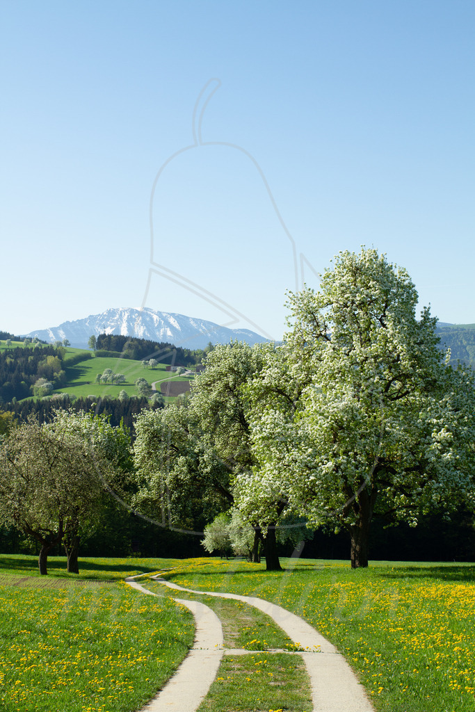 Birnbaumblüte mit Ötscherblick | Bei Veröffentlichung des Bildes ist eine Namensnennung wie folgt erforderlich: 
Foto: Mostdirn Irmgard Wieser - Realisiert mit Pictrs.com