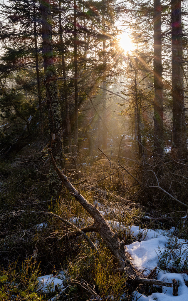 Sonne durchdringt das kalte Hohloh-Moor | Zeuge kleiner Lichtwunder der Natur zu sein, erfüllt mich mit Glück und Wohlbefinden. - Realisiert mit Pictrs.com