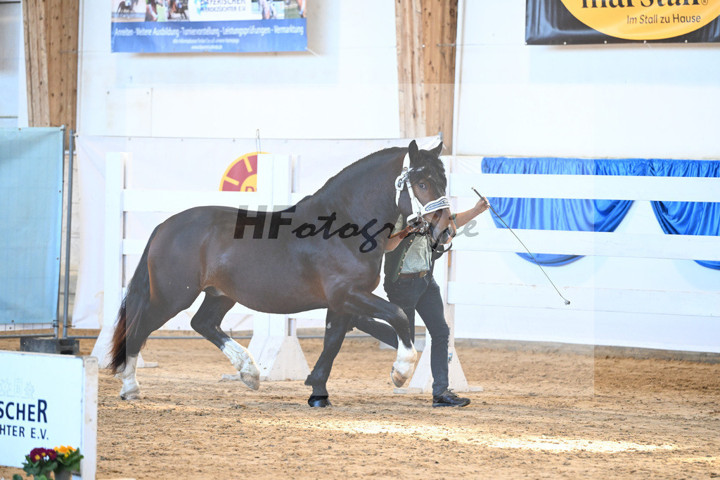 Kat-Nr. 6 Rhoenprinz v. Rupertiwinkel_Hecker-Stupp_8260151 | hf-fotografie - Realizzato con Pictrs.com
