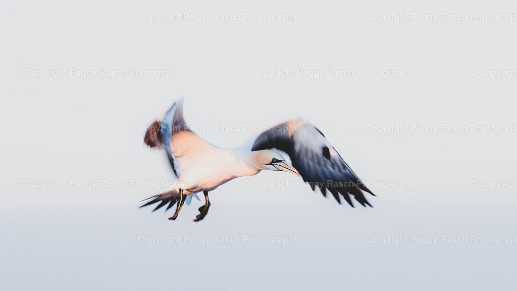 Basstölpel | auf Helgoland - Realisiert mit Pictrs.com