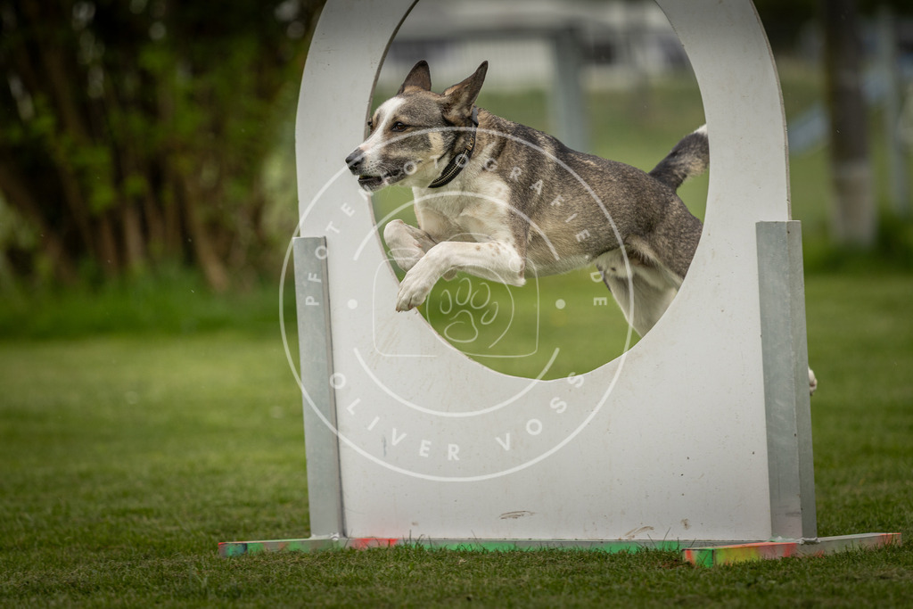 Pfotenfotografie_DV3A2856 | Hundefotografie, Tierfotograf, Pfotenfotografie, Fotoshooting Hund, Hunde Portrait, Hundesport, Hundeportraits, Heideshooting, Hunde, Sportfotograf, Hundefotograf, Turnierhundsport, THS,  - Realisiert mit Pictrs.com